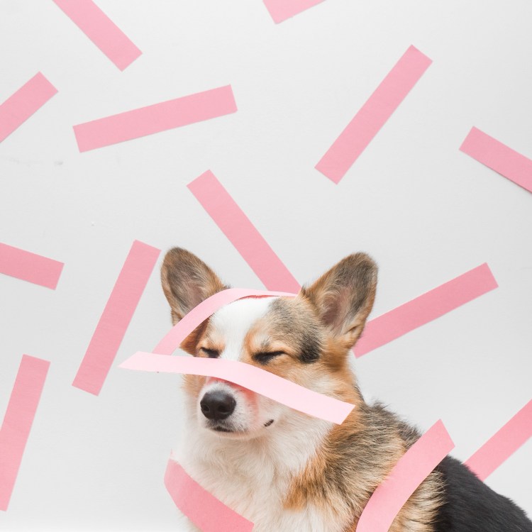 Собака в МАЙНКРАФТЕ