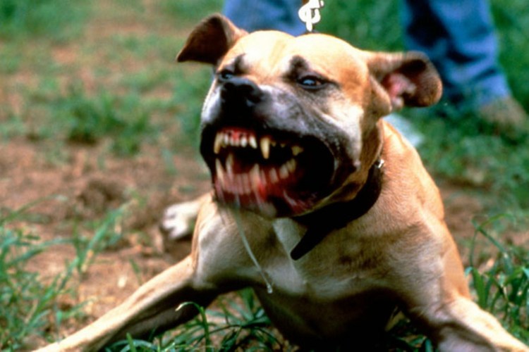 Голландская овчарка Квазимодо