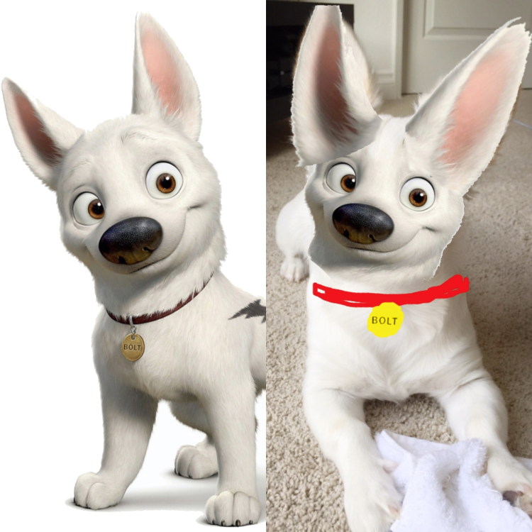 Пёс Квазимодо овчарка