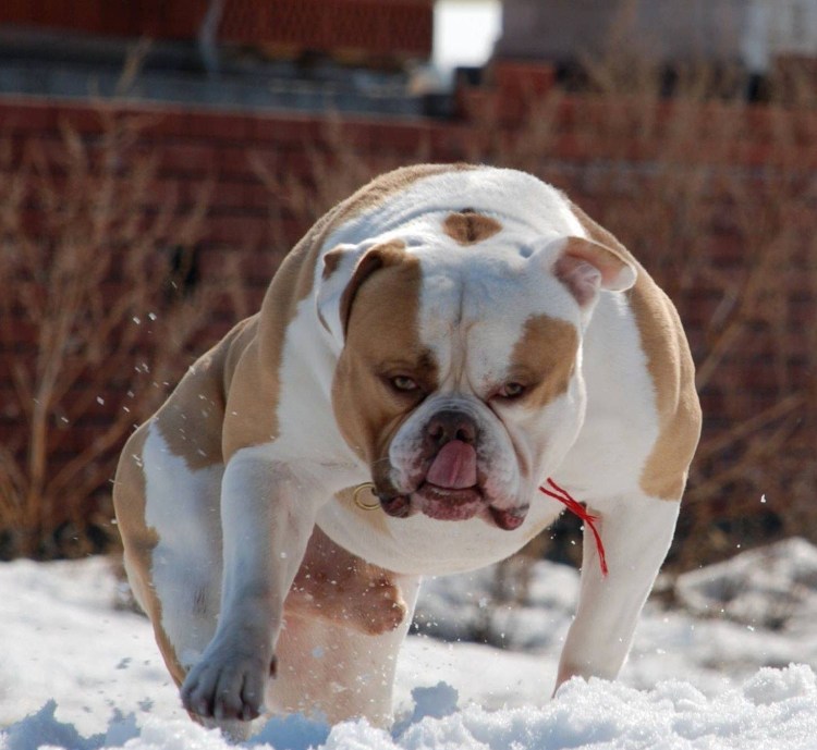 Волк майнкрафт 1.18.2