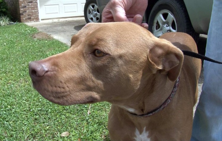 Майнкрафт мобы волк