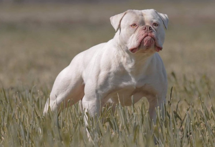 Задумчивая собака