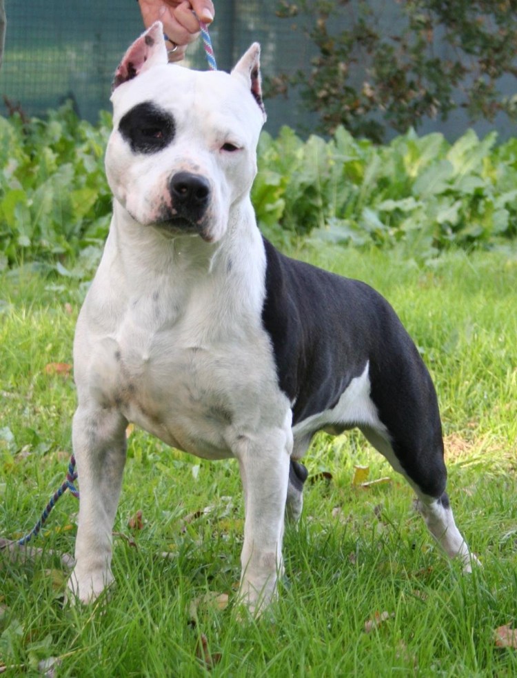 Американский стаффордширский терьербелвц