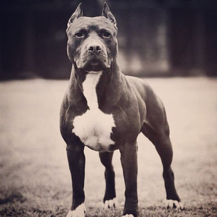 Американский стаффордширский терьер Эстетика