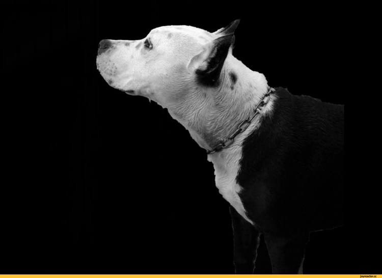 Питбуль белый с черным