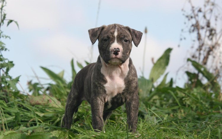 Стаффордширский бультерьер тигровый