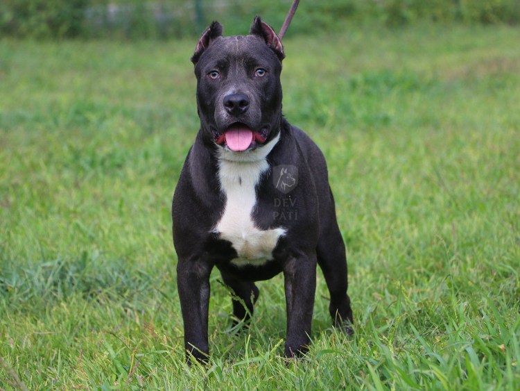 Стаффордширский терьер черный