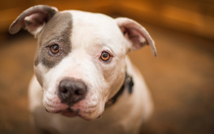 Французский стаффордширский терьер