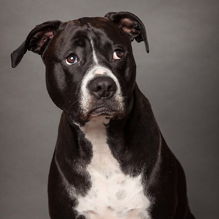 Американский стаффордширский терьер черный