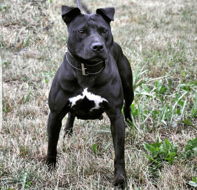 Американский пит стафф терьер