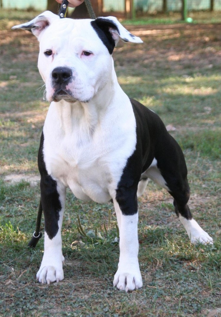 Американский стаффордширский терьер черный