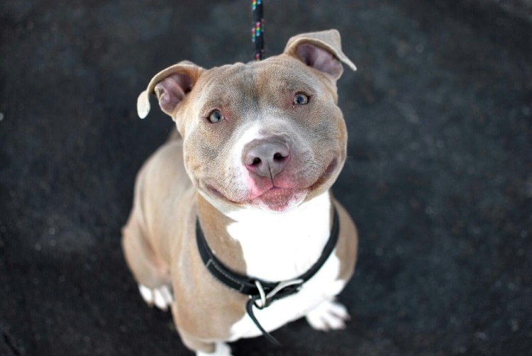 Стаффордширский бультерьер