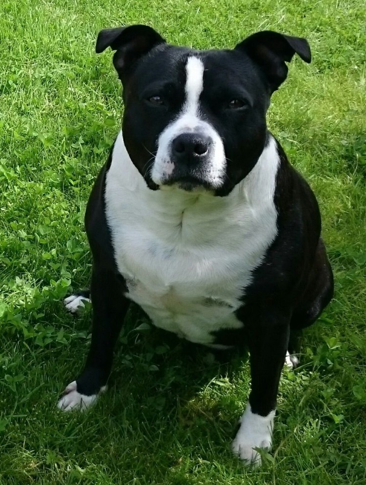 Ста фар шир терьер черный