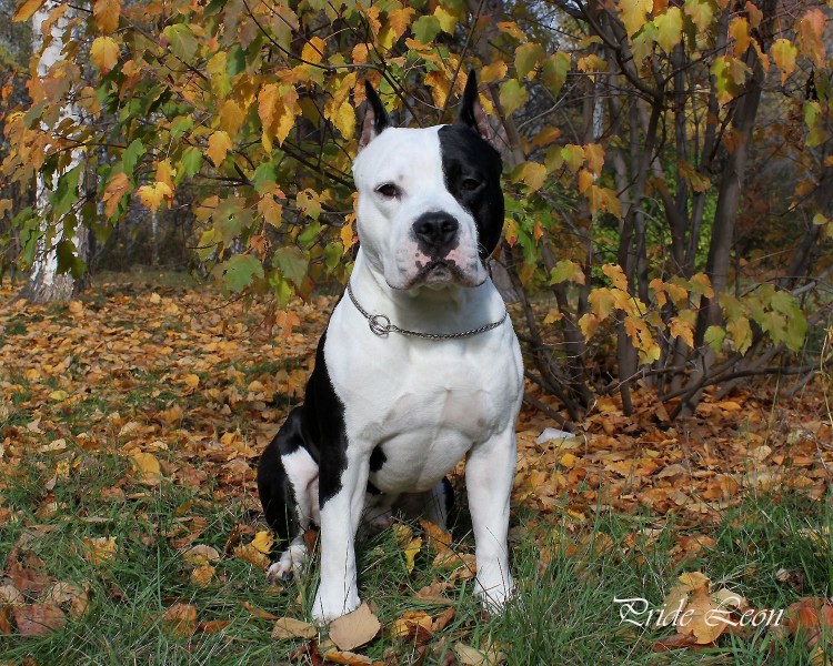 Американский стаффордширский терьер черно белый