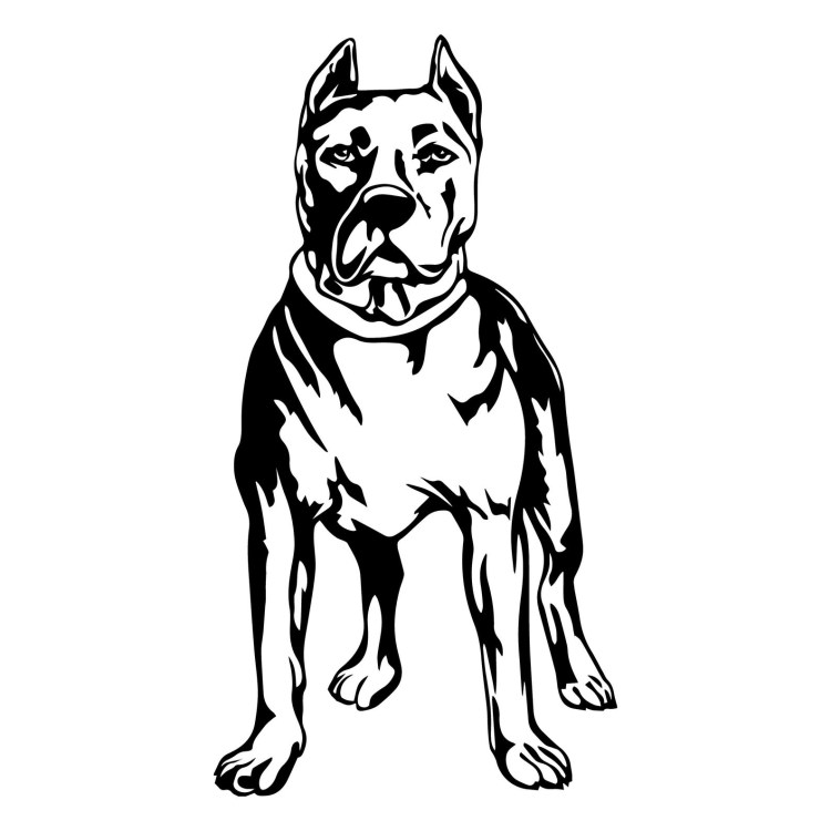 Американский стаффордширский терьер рисунок
