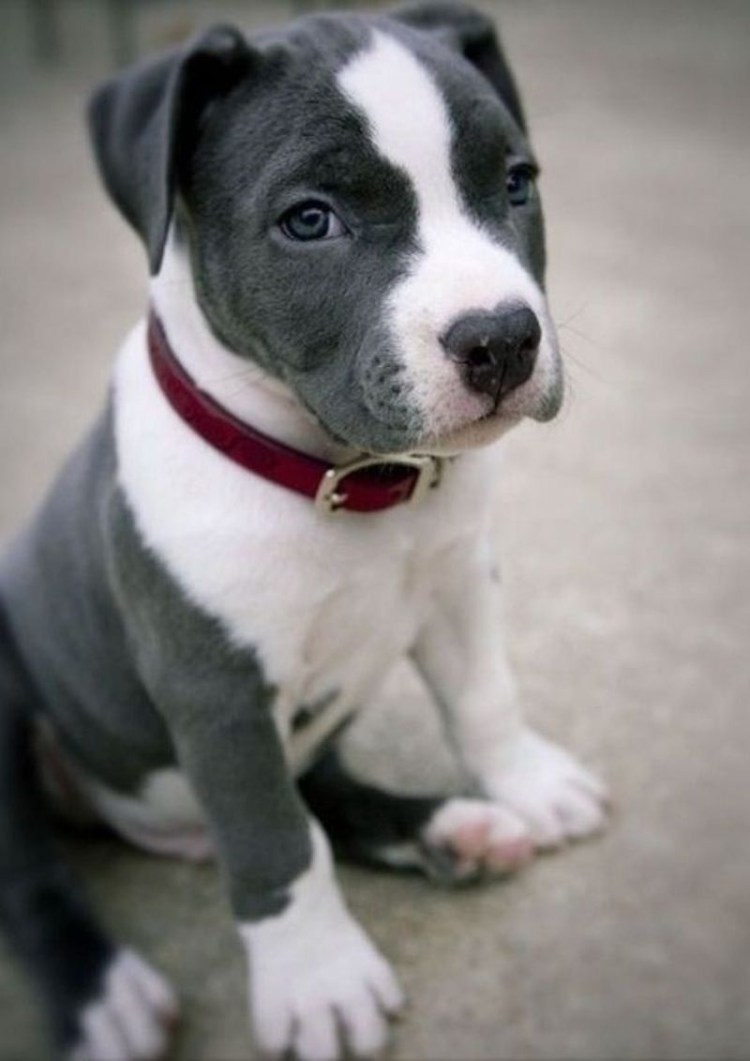 Амстафф белый