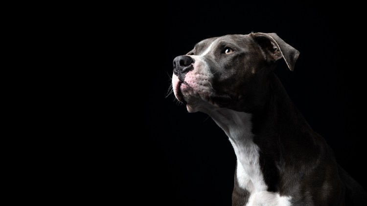 Животные на черном фоне