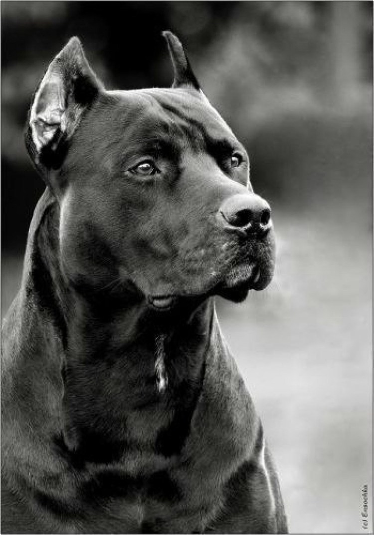 Стаффордширский терьер черный