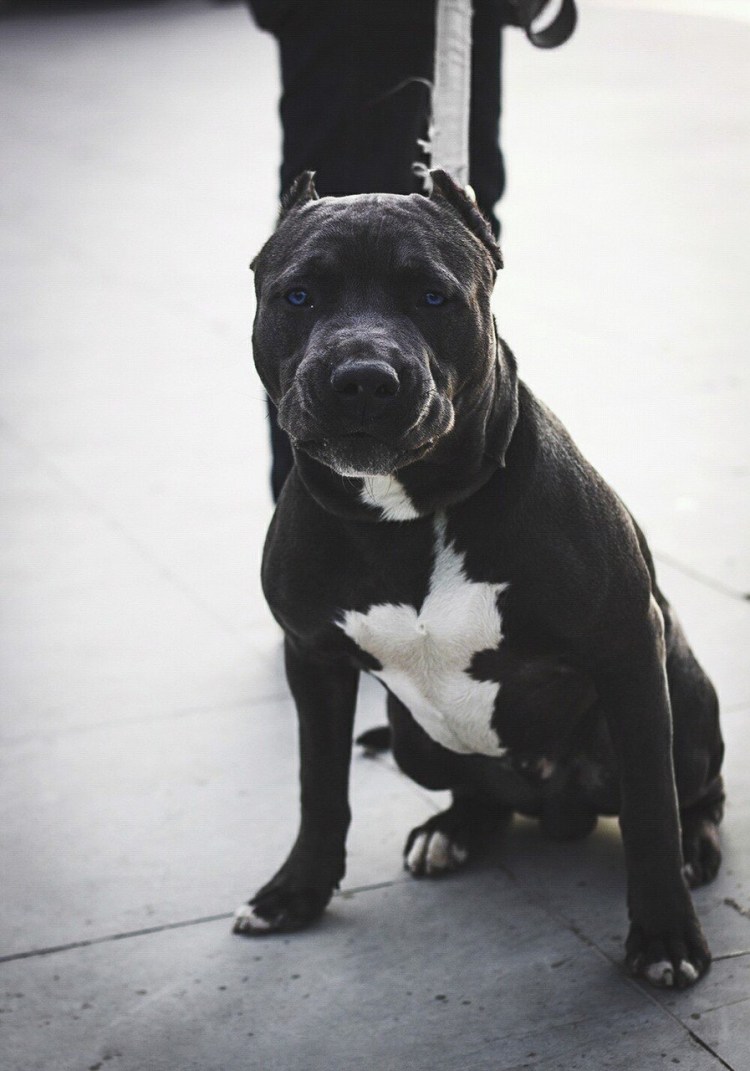 Стаффордширский терьер черный злой