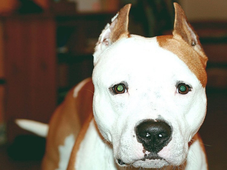 Аргентинский стаффордширский терьер