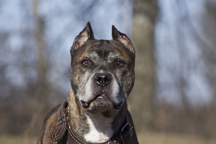 Американский стаффордширский терьер тигровый