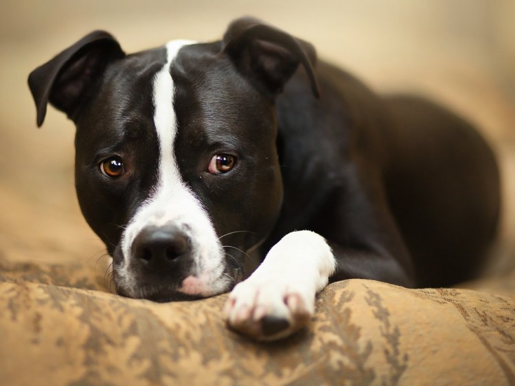 Стаффордширский терьер Дик