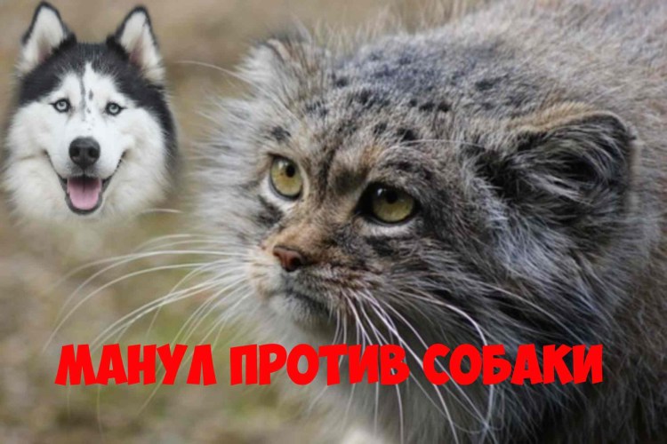 Лесной кот с человеком Манул