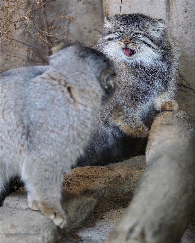 Манул на руках