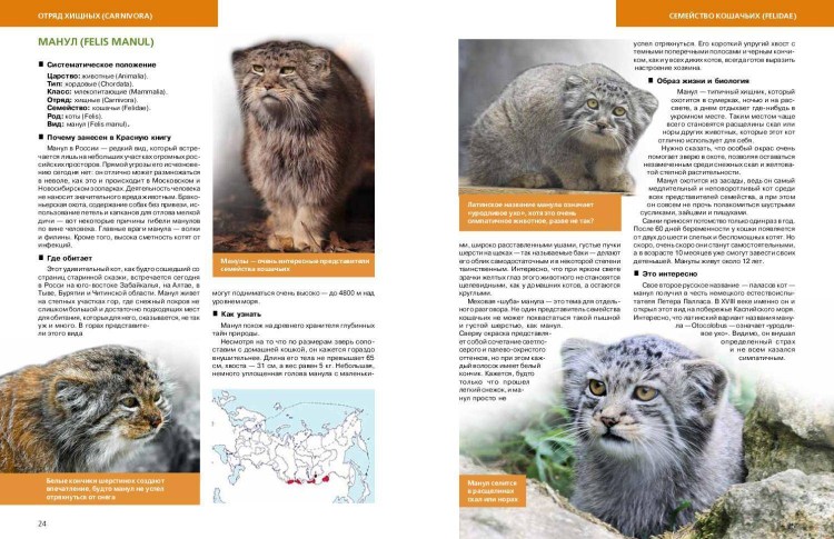 Wildlife photographer of the year 2020 Сергей горшков