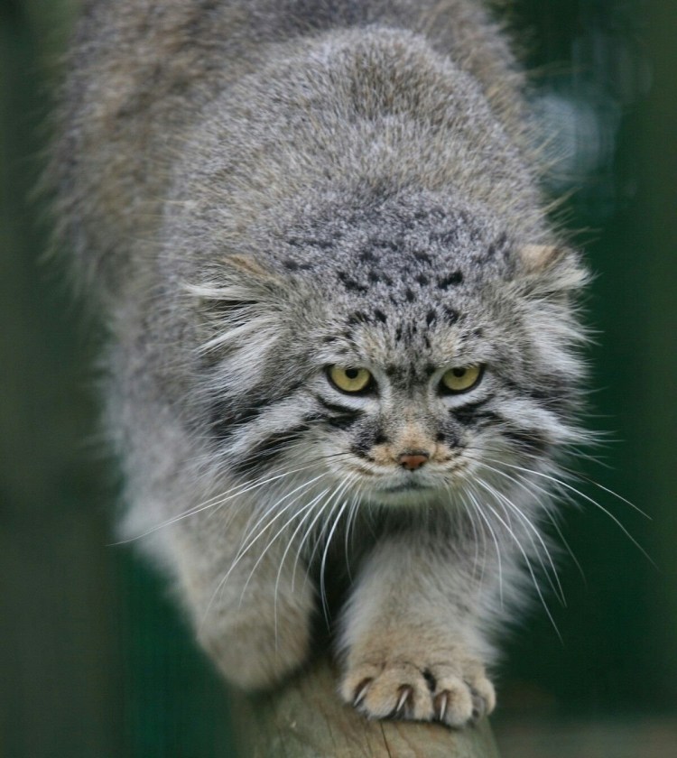 Тибетский Манул