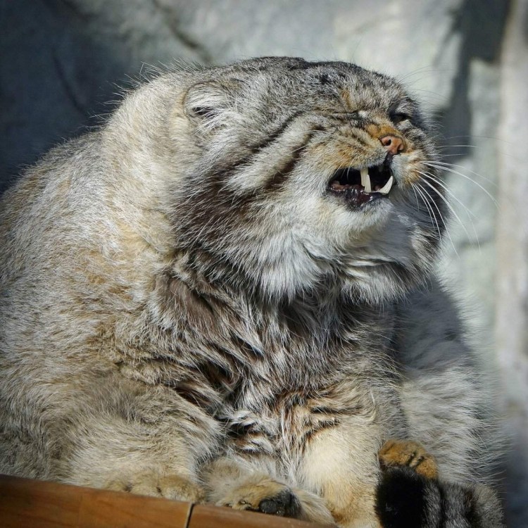 Манул Тимофей зоопарк