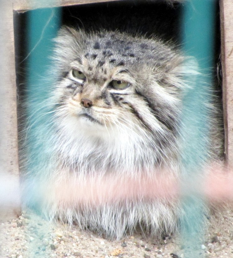 Таймырский заповедник Манул