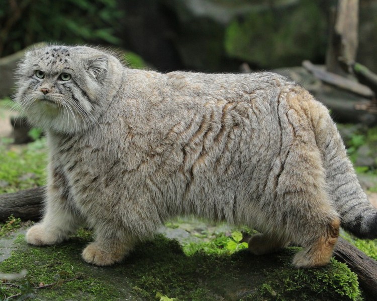 Кавказская овчарка длинношерстная