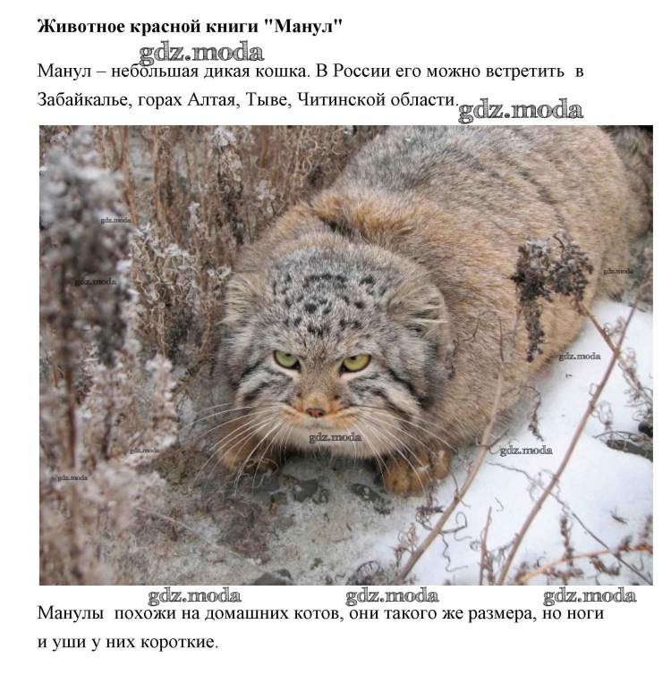 Кот Манул