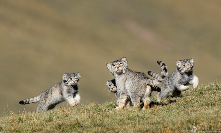 Екатеринбургский зоопарк Манул