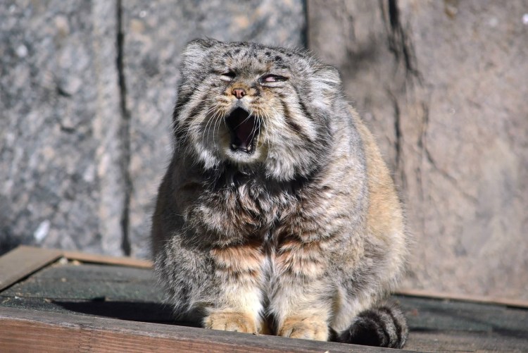 Сибирский дикий кот Манул