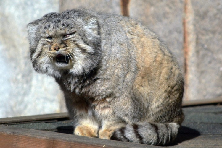 Дальневосточный Манул