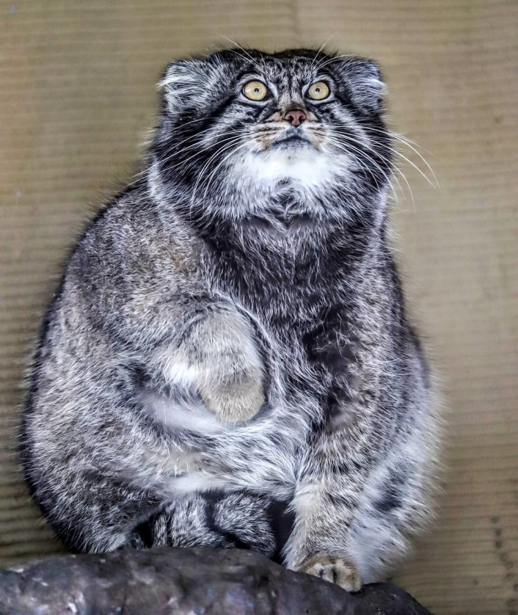 1 Манул 2 манула