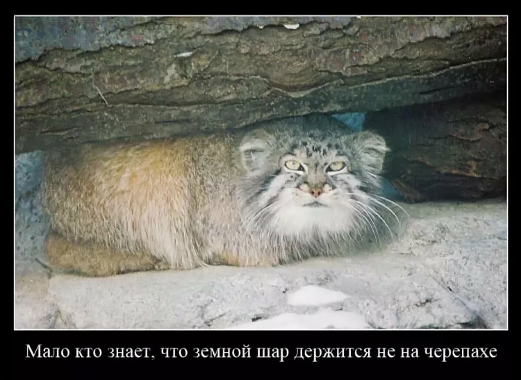 Манул в заповеднике