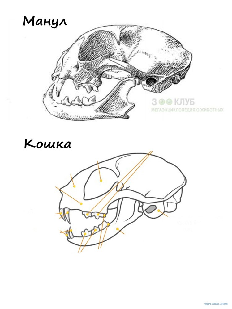 Камышовый кот Манул