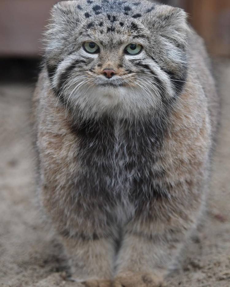 Камышовый кот Манул