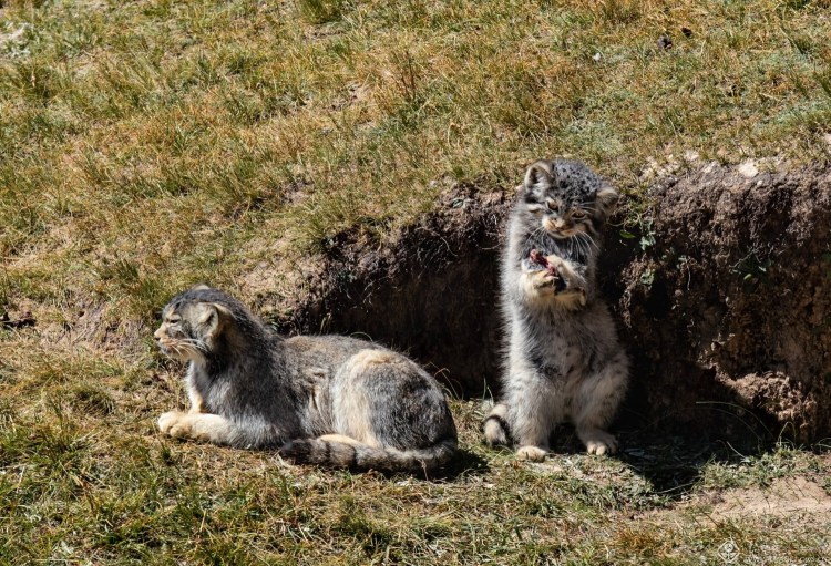 Манул пушистый прикол мультяшный