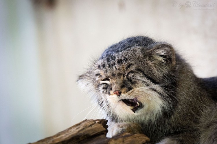 Манул и сервал