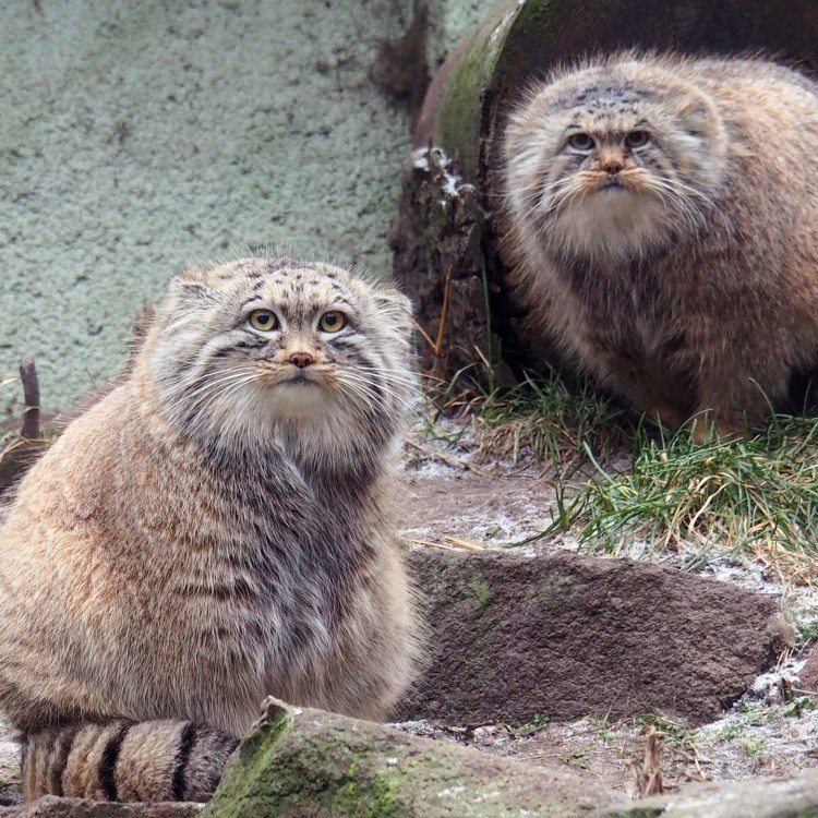 Манул Новосибирский зоопарк