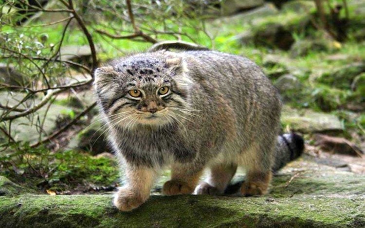 Манул Новосибирск зоопарк