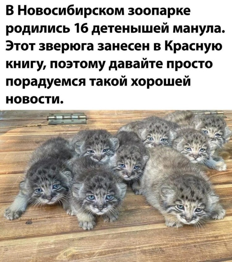 Тибетский Манул