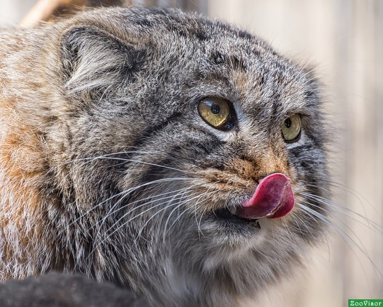 Манул ветеринарная