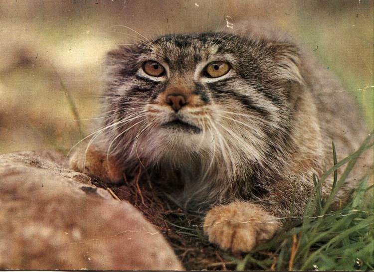 Пампасская кошка Аргентина