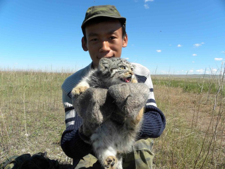 Манул и собака