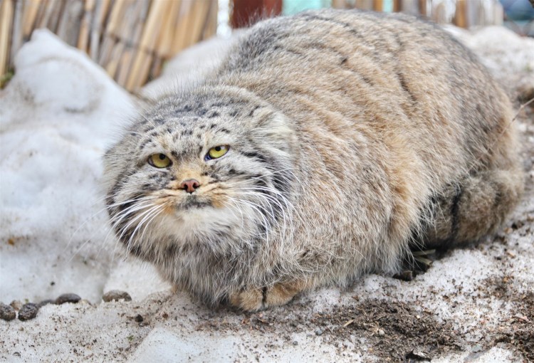 Кошки породы Манул